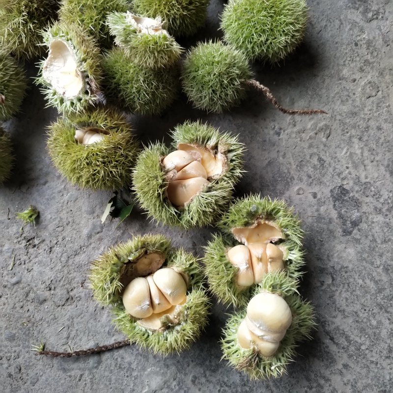 板栗刺球（特甜）来自大别山深处的绿色食品