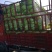 张家口蔚县精品矮颗荷花菜3456斤一手货源保质保量