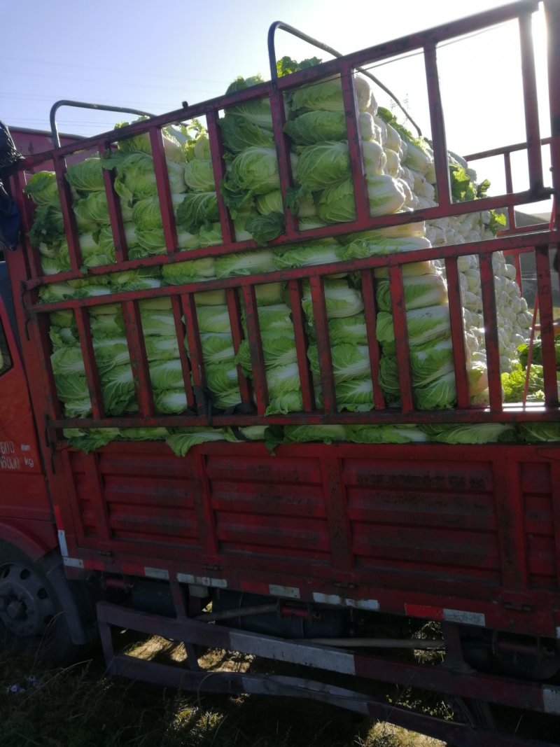 张家口蔚县精品矮颗荷花菜3456斤一手货源保质保量
