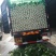 张家口蔚县精品矮颗荷花菜3456斤一手货源保质保量