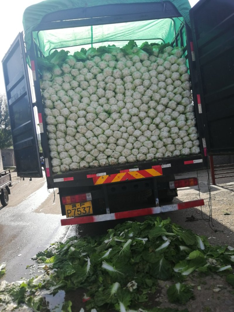 张家口蔚县精品矮颗荷花菜3456斤一手货源保质保量