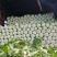 张家口蔚县精品矮颗荷花菜3456斤一手货源保质保量