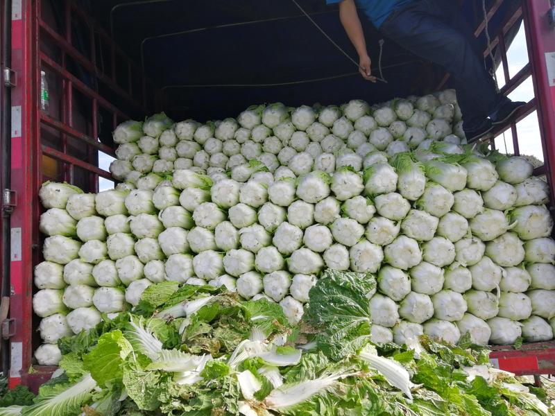 张家口蔚县精品矮颗荷花菜3456斤一手货源保质保量