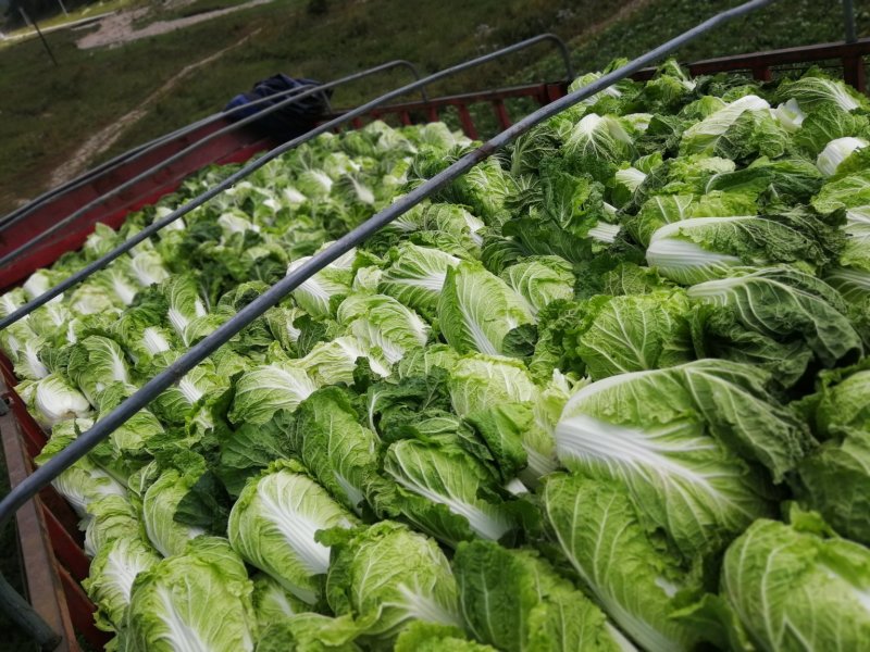 张家口蔚县精品矮颗荷花菜3456斤一手货源保质保量