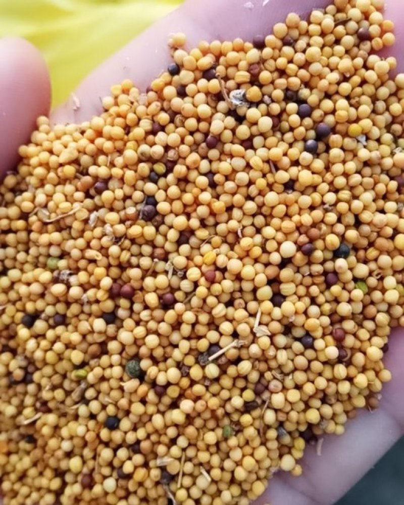 油菜籽，菜籽饼（自提）