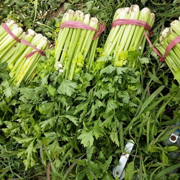芹菜，大棵，中棵，小棵品种齐全欢迎来电订购