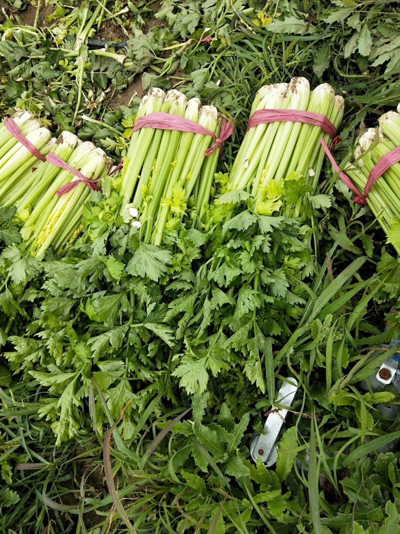 芹菜，大棵，中棵，小棵品种齐全欢迎来电订购