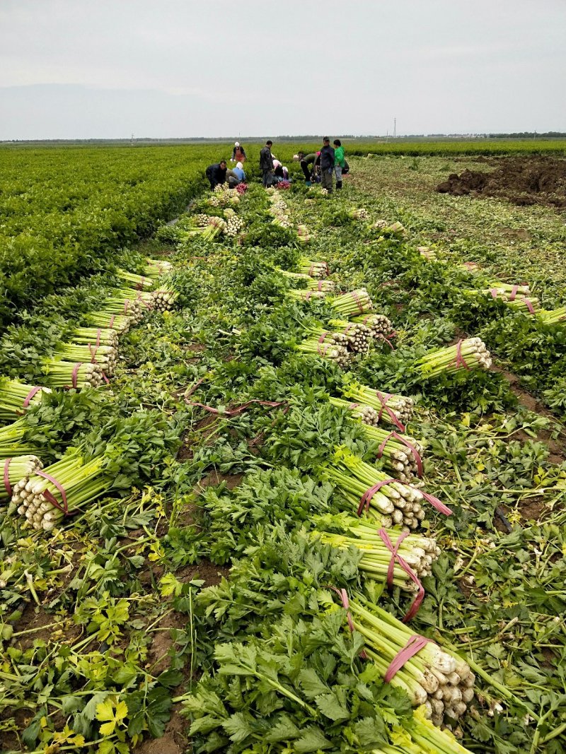 芹菜，大棵，中棵，小棵品种齐全欢迎来电订购