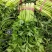 芹菜，大棵，中棵，小棵品种齐全欢迎来电订购