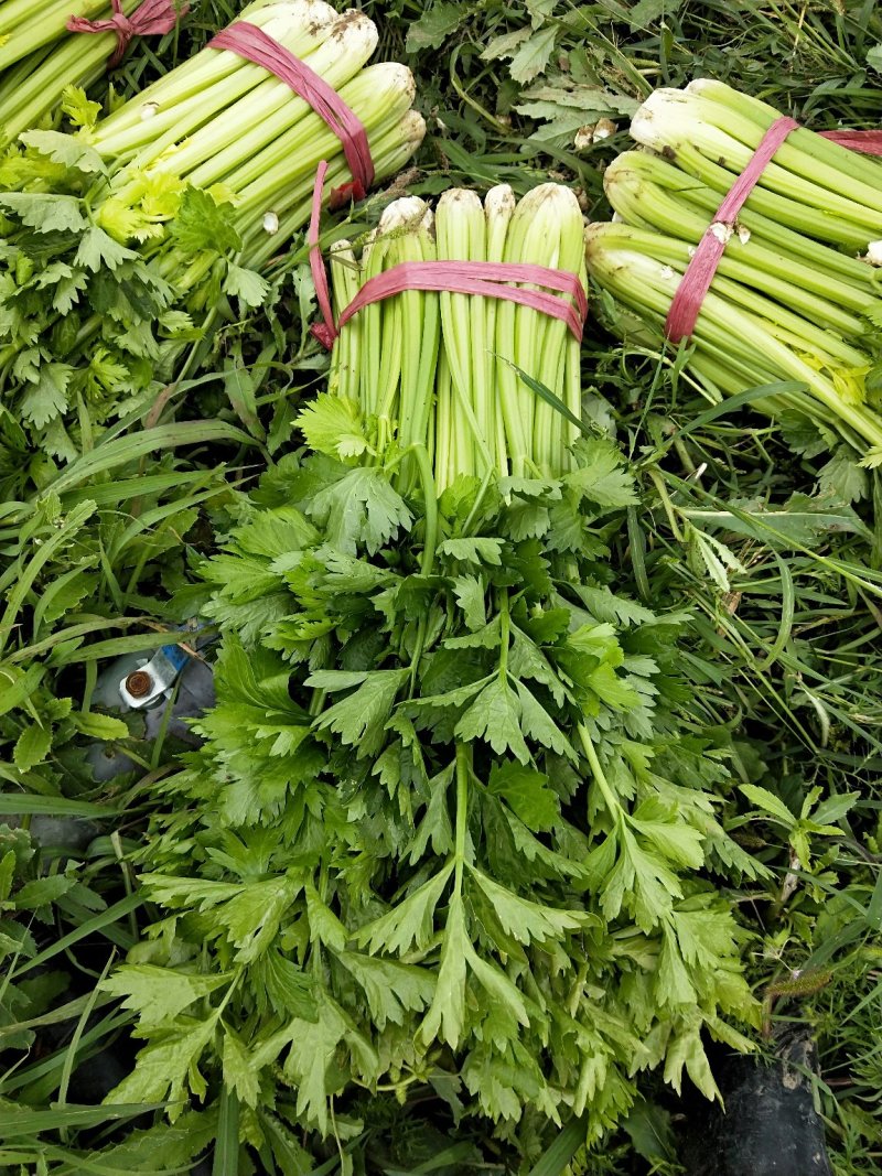 芹菜，大棵，中棵，小棵品种齐全欢迎来电订购