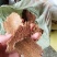 油菜籽，菜籽饼（自提）