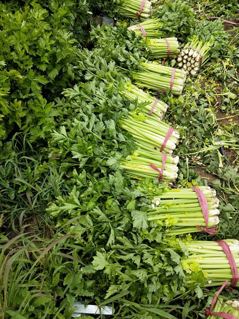 芹菜，大棵，中棵，小棵品种齐全欢迎来电订购