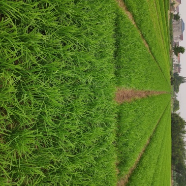 韭菜