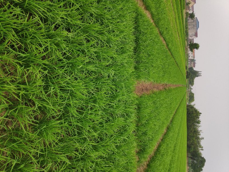 韭菜