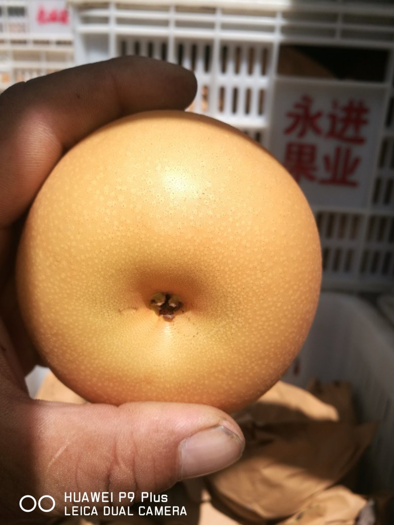 【精选】秋月梨苗粮田育苗，无根瘤，杜梨根系，全国发货，
