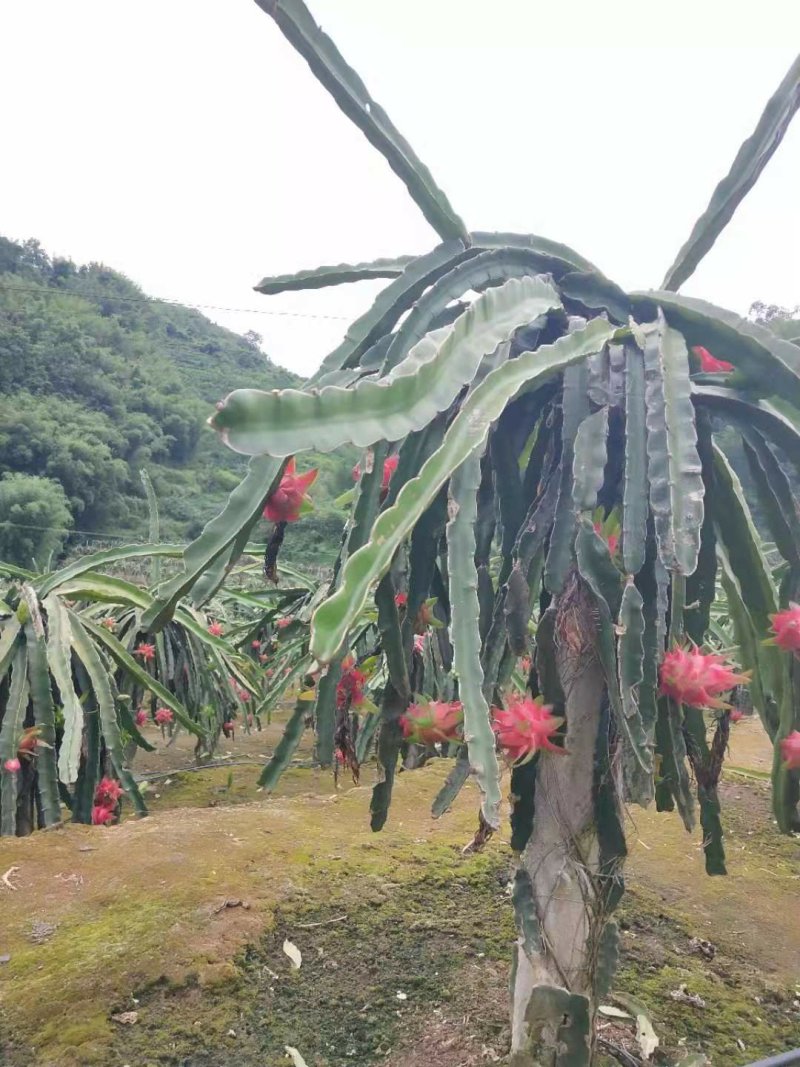 一件代发，纯甜红心火龙果