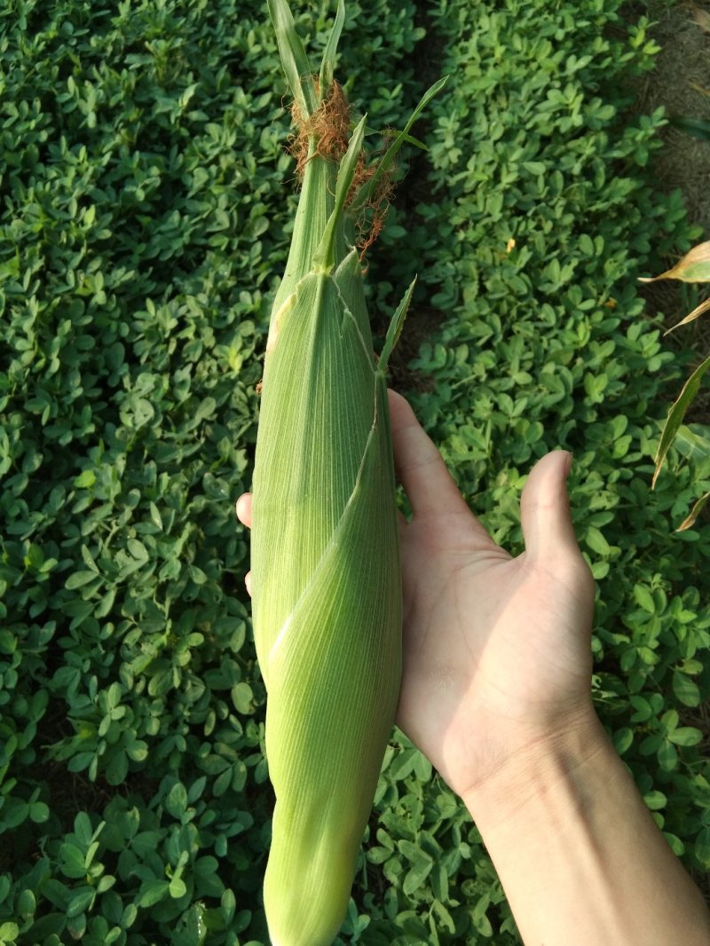 河南糯玉米，白糯玉米，香糯适口，无中间商，个大皮绿