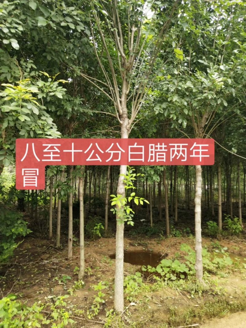 西府海棠