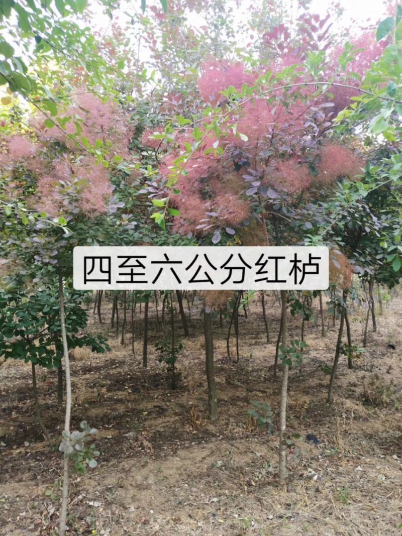 西府海棠