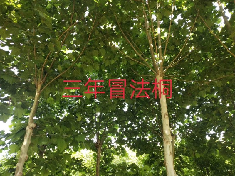 西府海棠