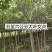 西府海棠