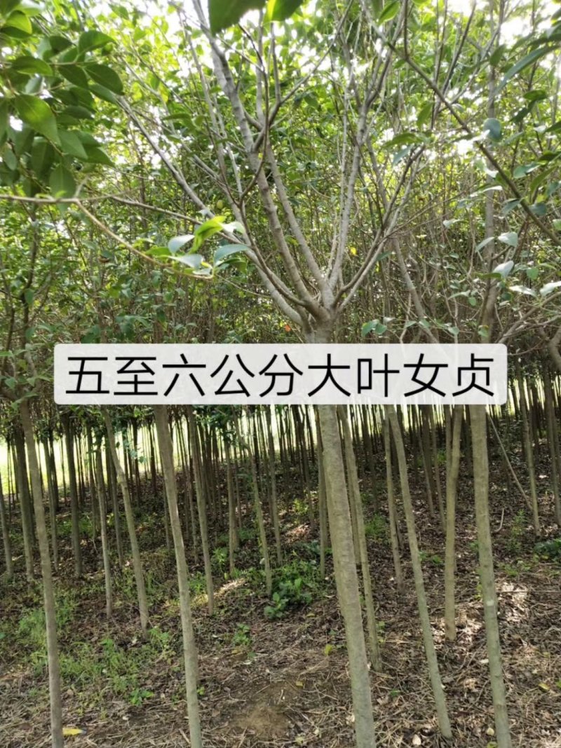 西府海棠