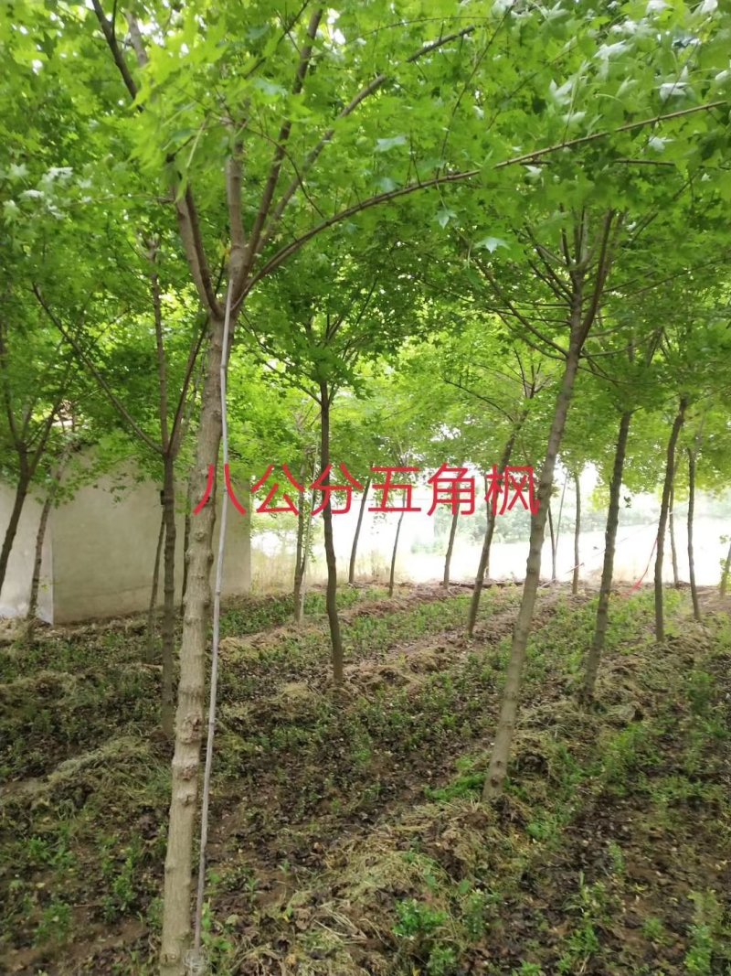 西府海棠