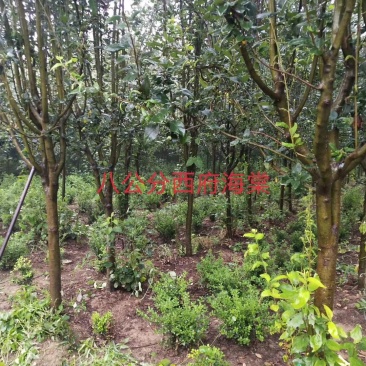 西府海棠