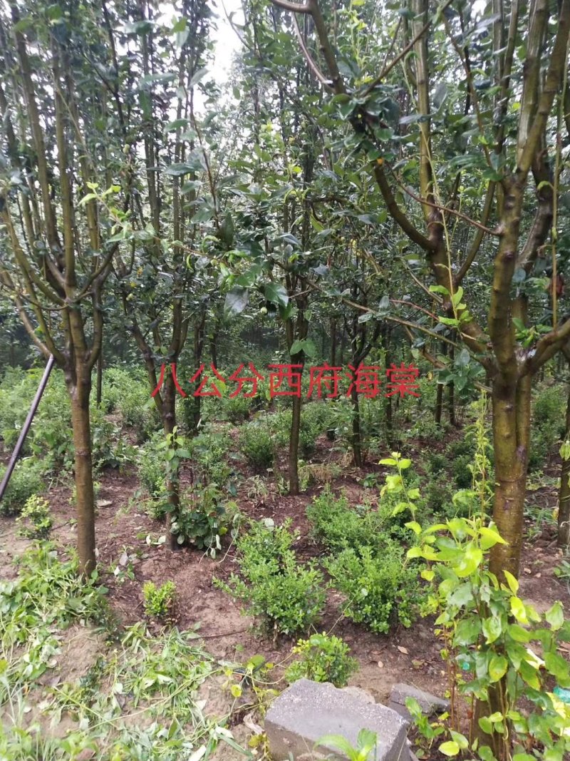 西府海棠