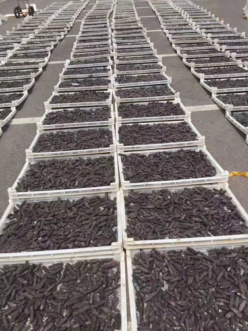 【精品】淡干海参干参刺参辽参大量现货全规格，质量有保证