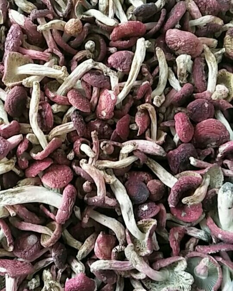 食用菌野生红菇大红菌