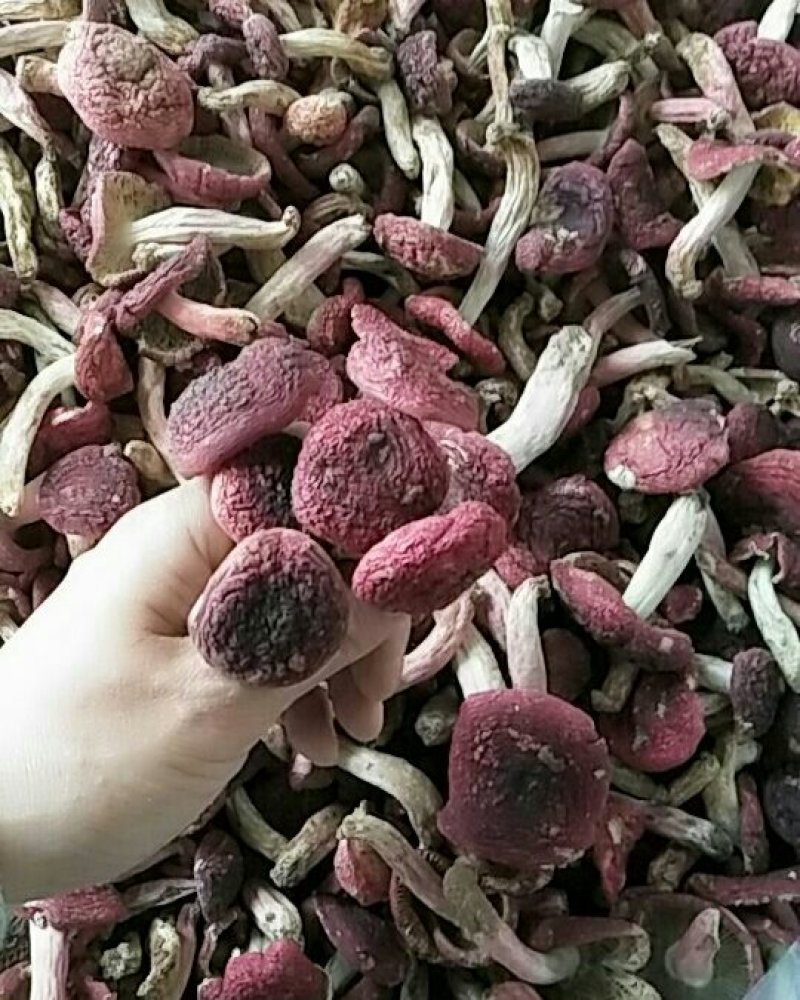 食用菌野生红菇大红菌