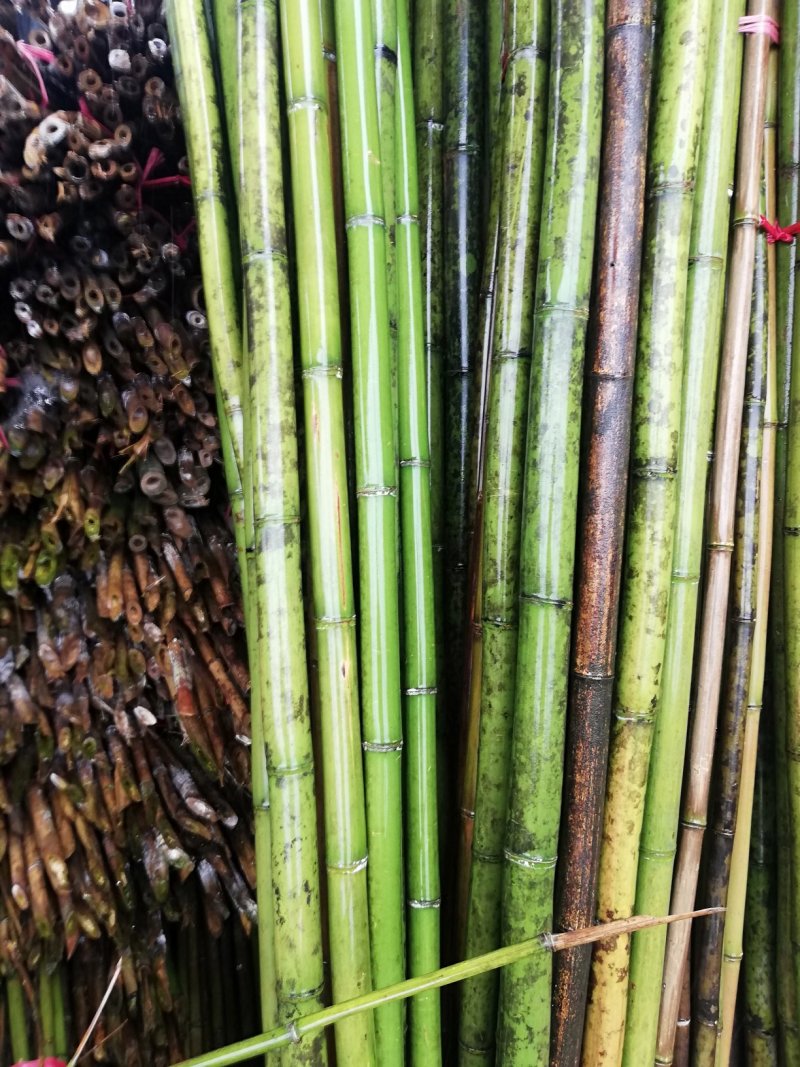 大量批发各种规格的竹竿，有豆角杆，山药杆，冬瓜架条等等！