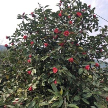 红花油茶苗大果红花油茶苗红花油茶袋苗