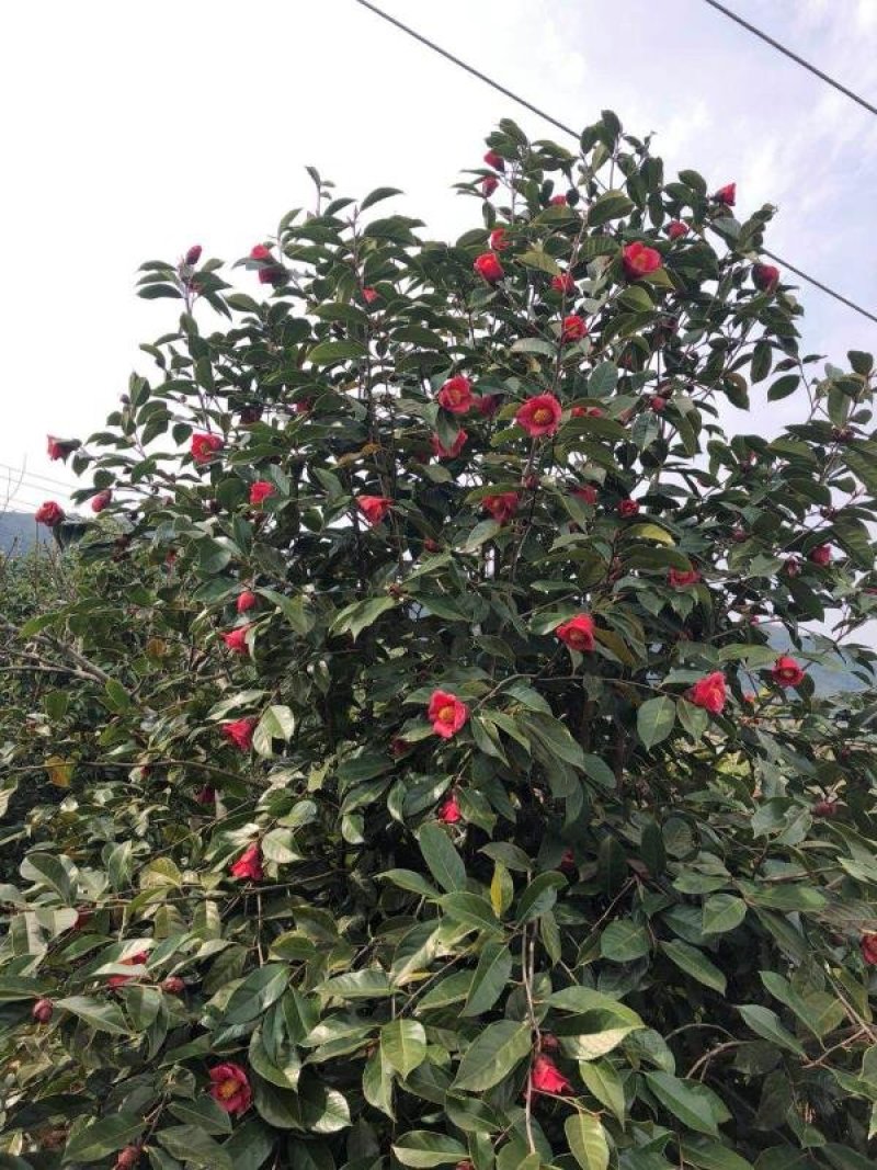 红花油茶苗大果红花油茶苗红花油茶袋苗