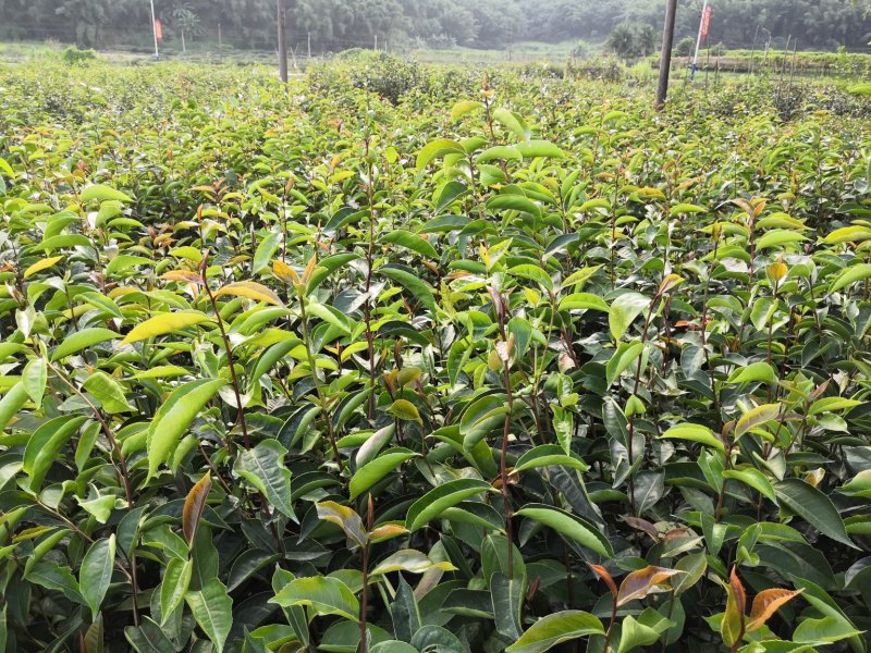 红花油茶苗大果红花油茶苗红花油茶袋苗