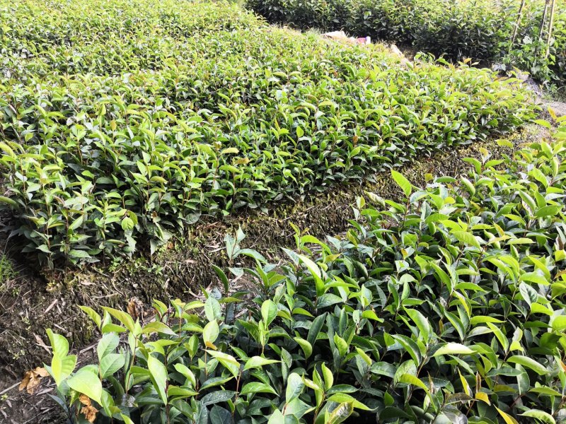 红花油茶苗大果红花油茶苗红花油茶袋苗