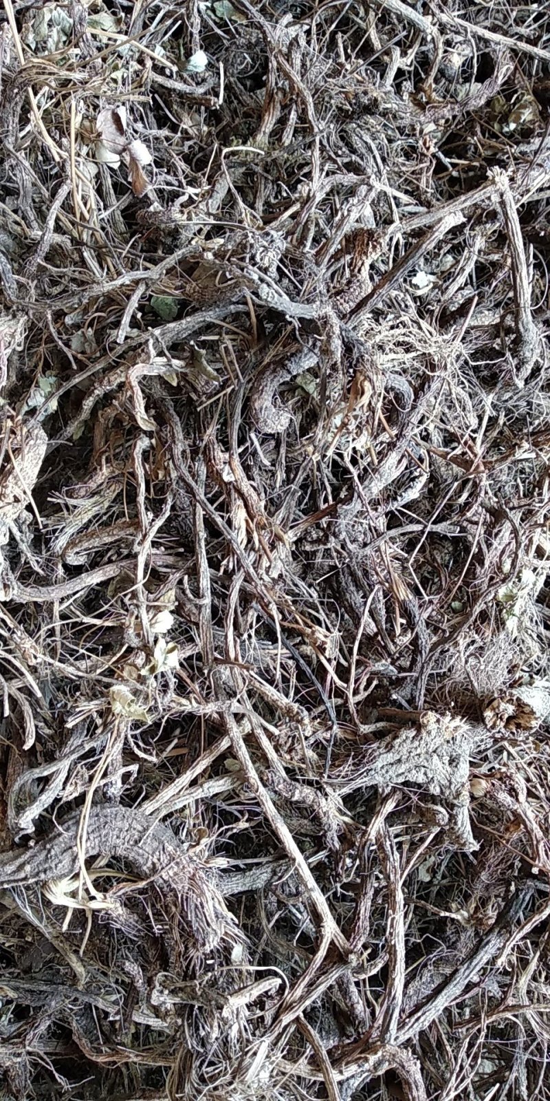 贵州铜仁野生紫花前胡干货毛前胡干品大前胡干净无杂产地直发