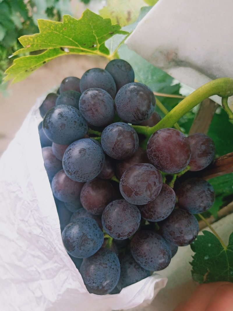 葡萄夏黑