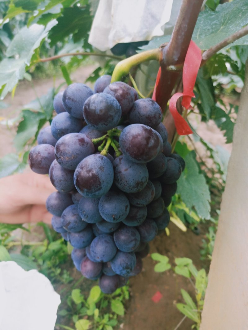 葡萄夏黑