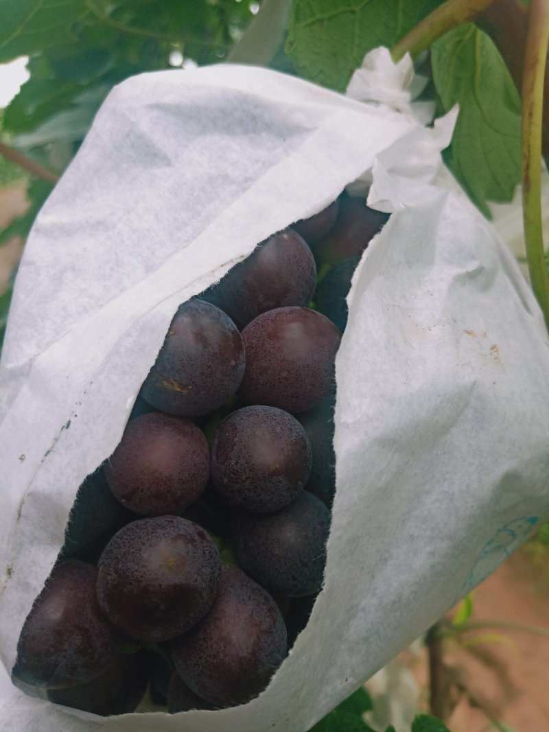 葡萄夏黑