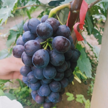 夏黑