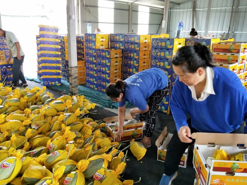 山东寿光产地专业代收晓蜜25，羊角蜜，博羊，绿宝网纹甜瓜