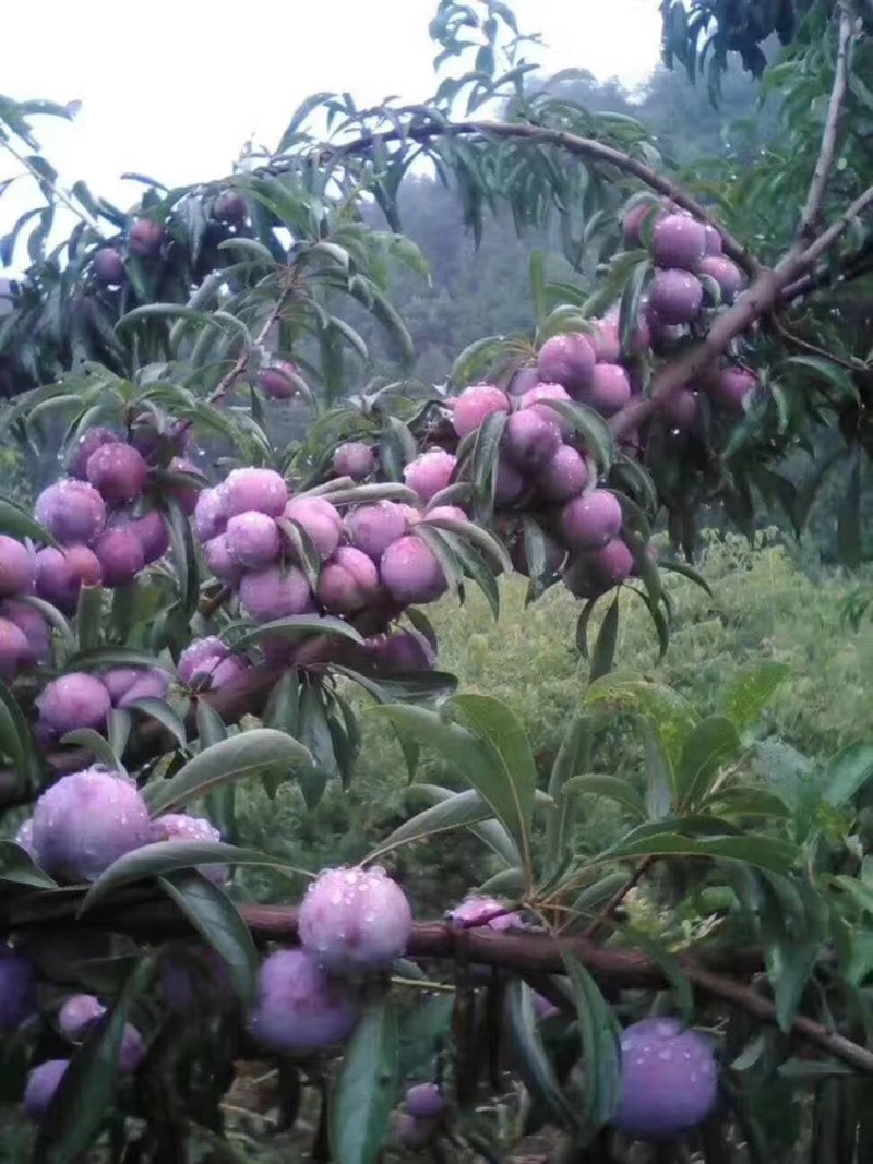脆红李