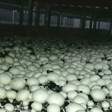 双孢菇栽培种，量大优惠