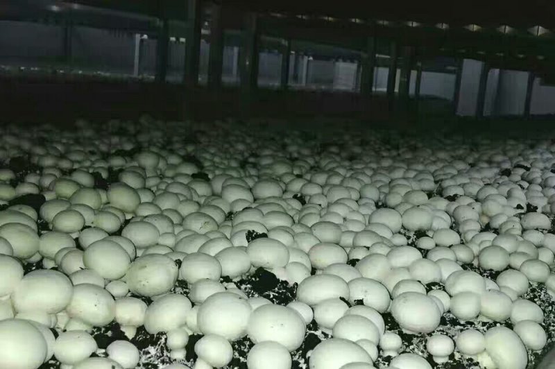 双孢菇栽培种，量大优惠