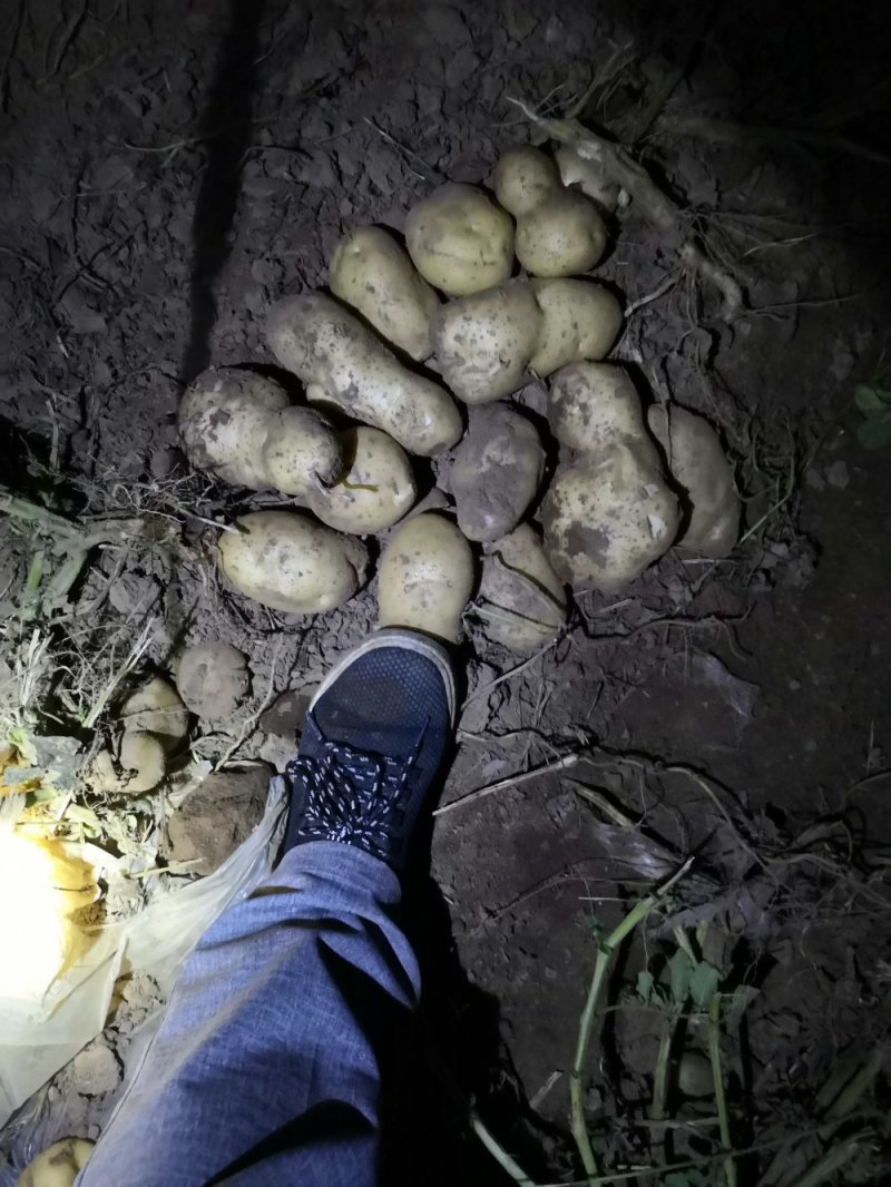 土豆福田90