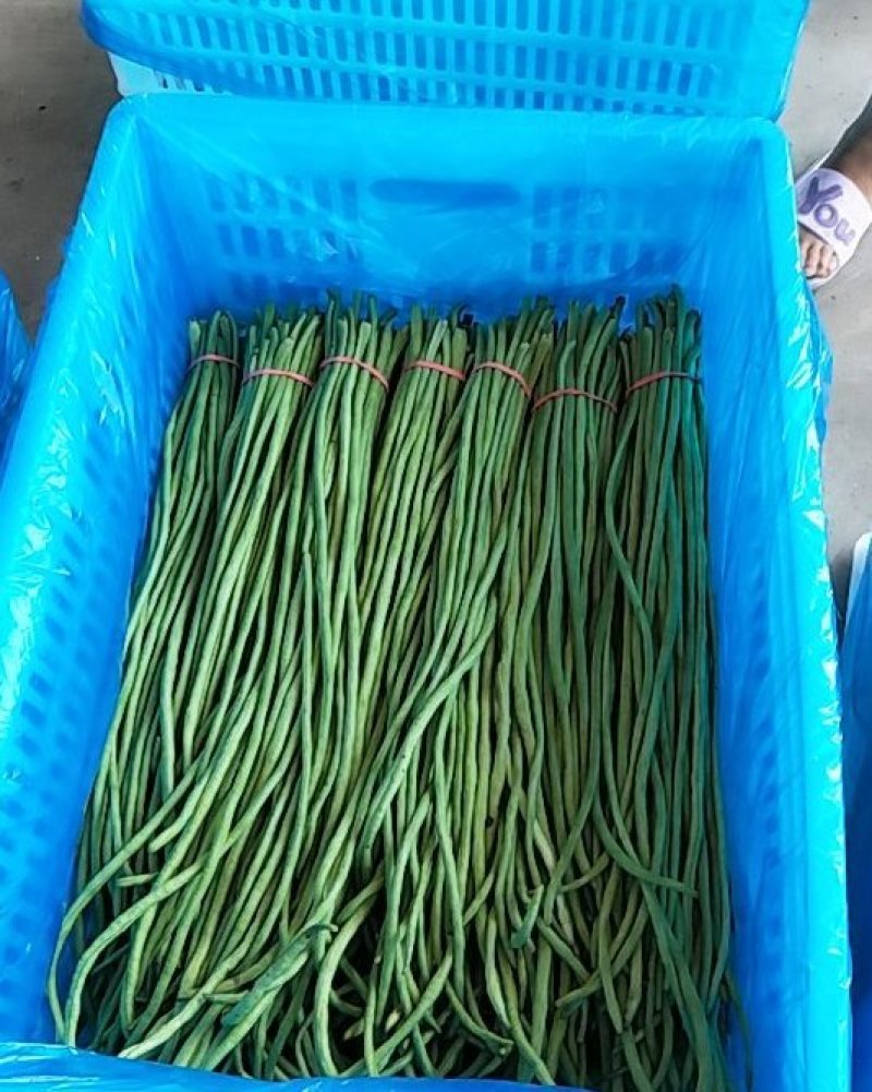 优质长豆角60厘米以上产地直销，保质保量