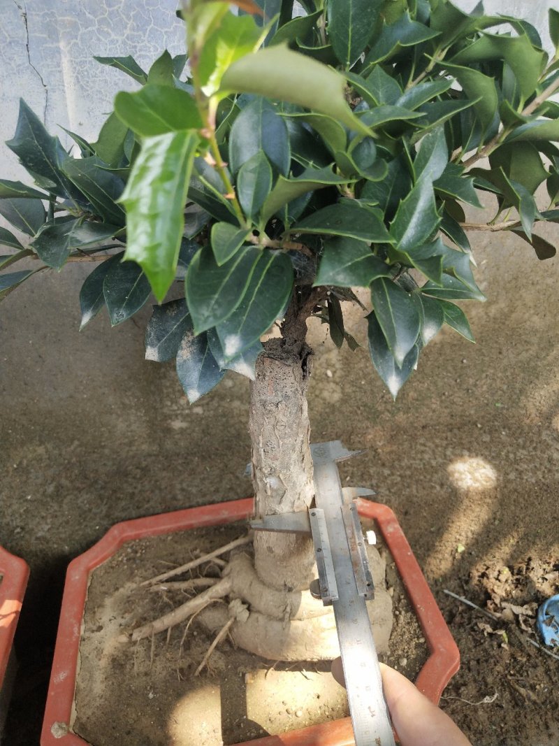 桂花