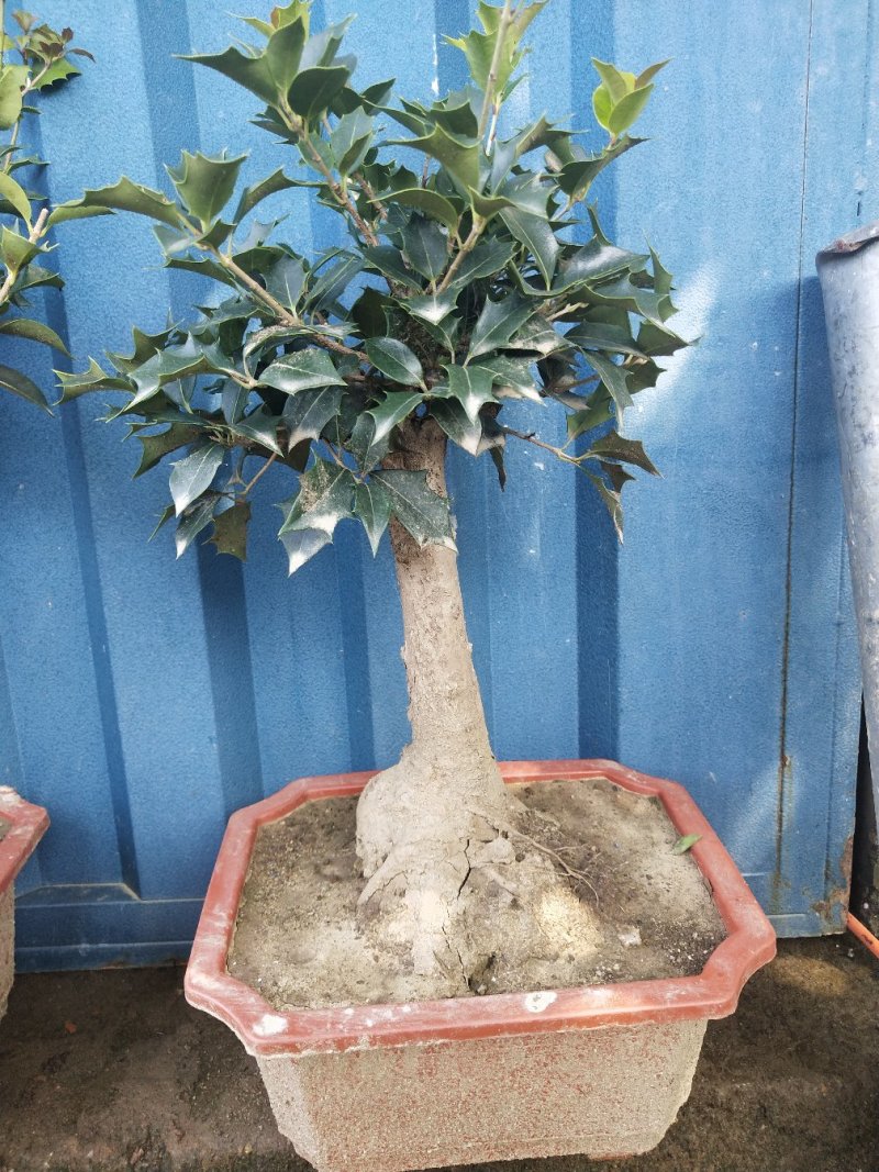 桂花